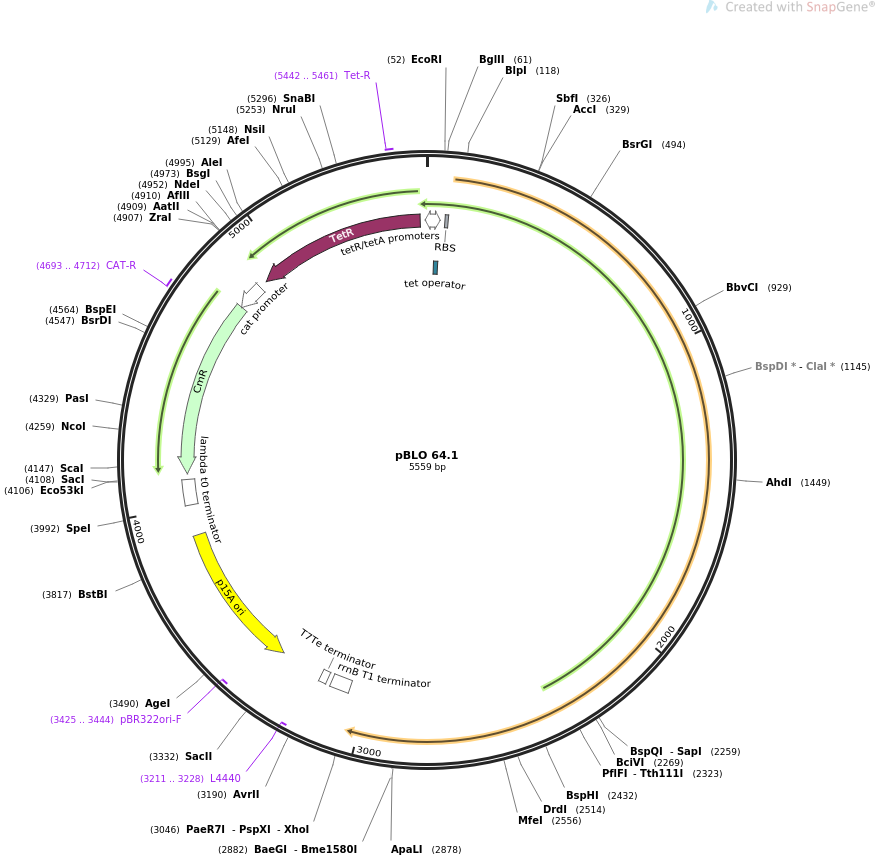 pBLO 64.1质粒图谱